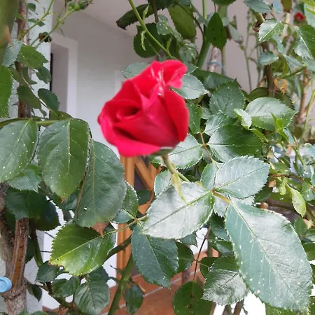 Stausee * Sankt Jakob im Rosental
