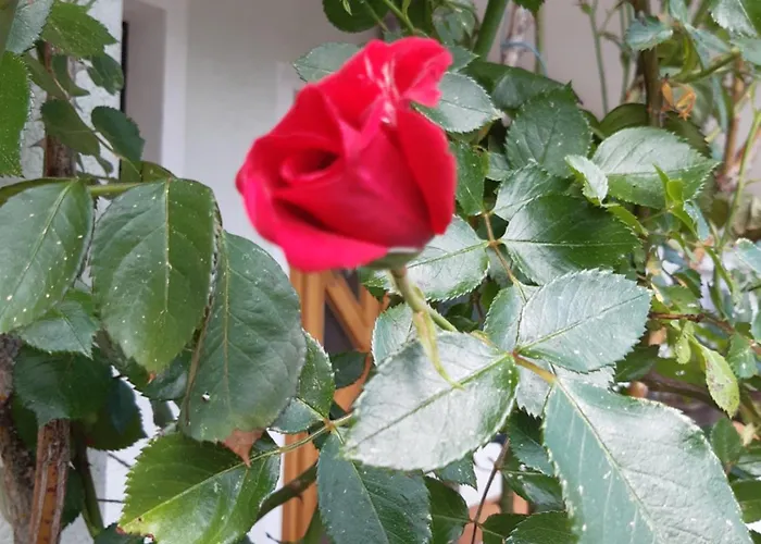 Stausee * Sankt Jakob im Rosental